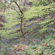 The English woodland in May